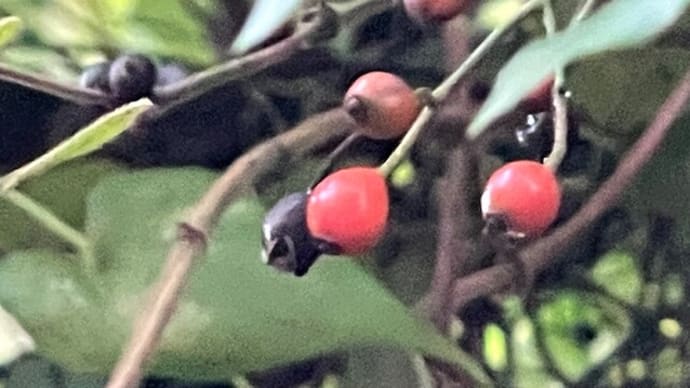 茨の実