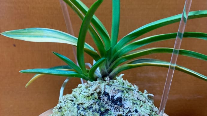 富貴天