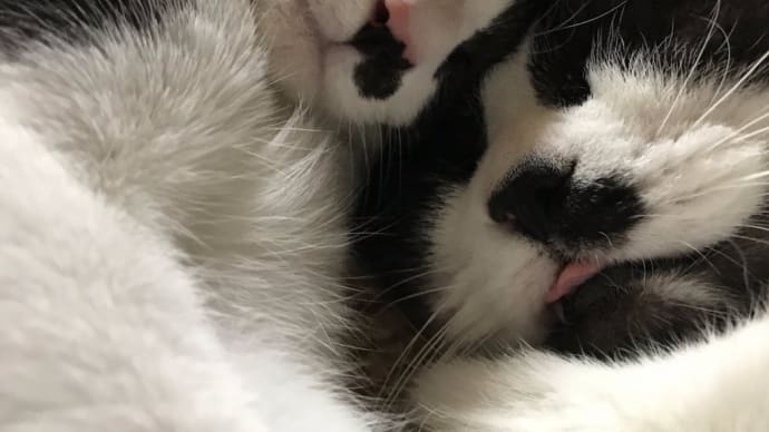 うちの仲良しはちわれ🐱