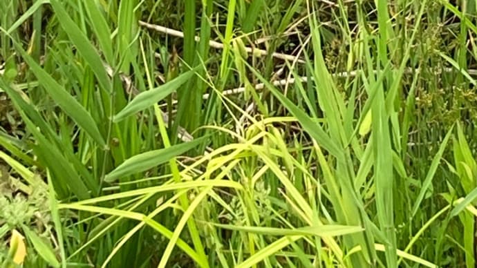 久しぶりの佐鳴湖公園