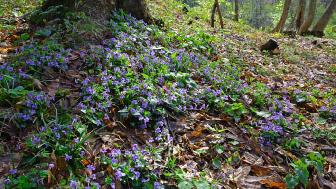 出羽丘陵で春紅葉と菫、ラピスラズリ。（2014年5月3～7日）