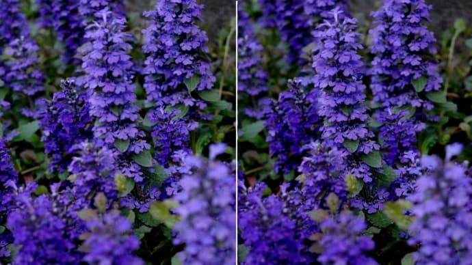 青紫の花