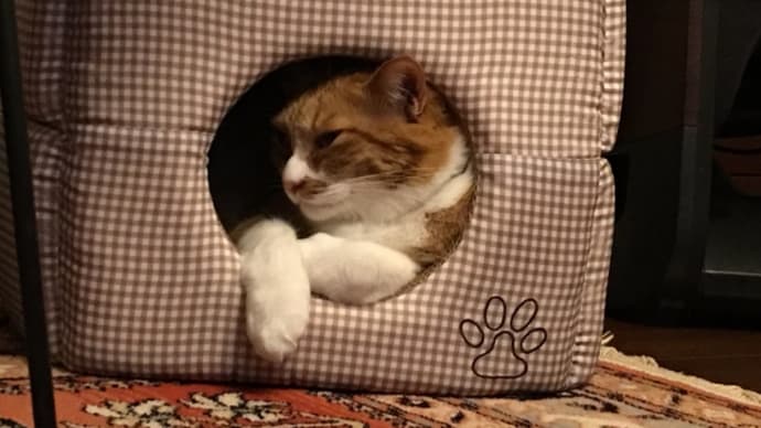 続・お腹がゆるい猫