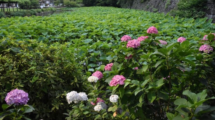 あじさい・しょうぶ狩り 神奈川県小田原市 小田原城あじさい花菖蒲まつり(6)小田原城南堀