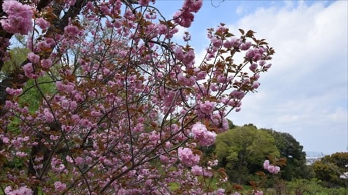 大阪公立大学附属植物園 サクラ山の桜