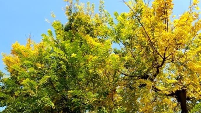 🍂🍁 境内のケヤキ(欅)、イチョウが綺麗でしたよ♫•*¨*•.¸¸♪🍂🍁✨