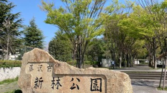 新林公園の桜