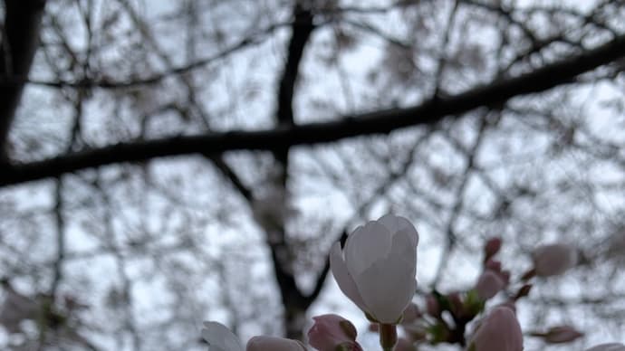 咲き始めの桜を見上げて