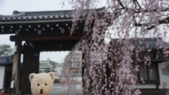満開を迎えた「聖護院門跡」のしだれ桜。山桜は、次々開花。ソメイヨシノは、もう少しの京都東山エリアです。