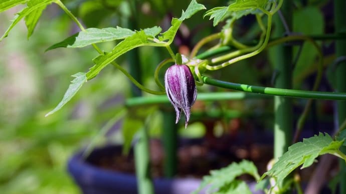 つぼみが萌し 花が開き 時至れば実が稔る
