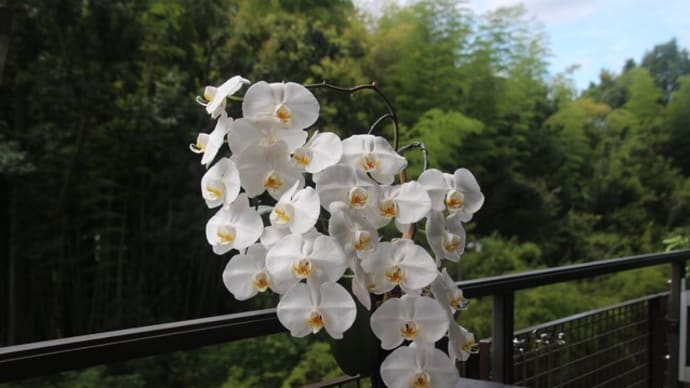 ベランダに放置の胡蝶蘭が咲いています
