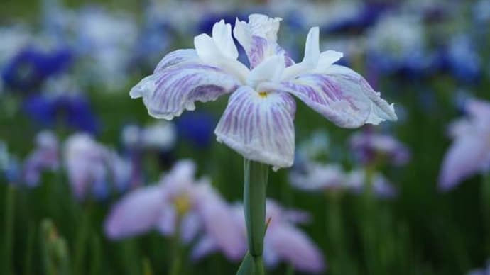 花しょうぶ 2019