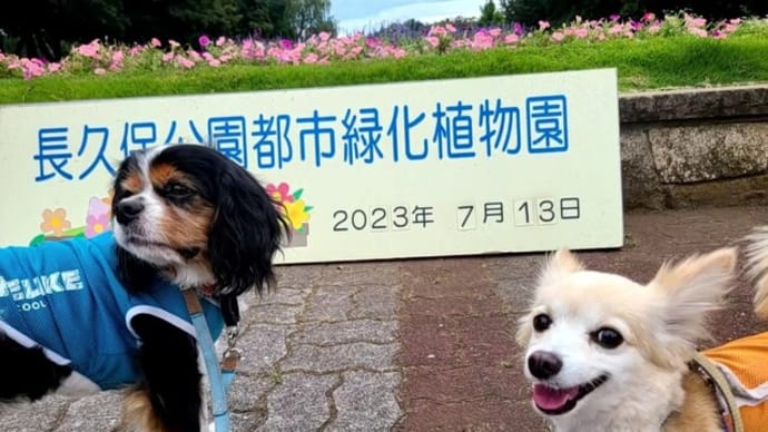 ぼく かわいい?