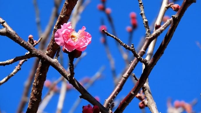 探梅~梅の花咲く散歩道