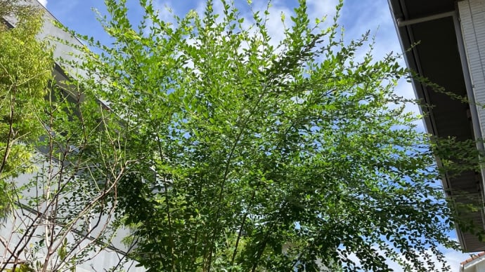 裏庭管理の応援日で奮闘