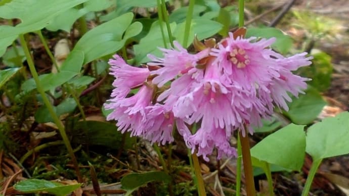 6月11日(火)浄土平の高山植物