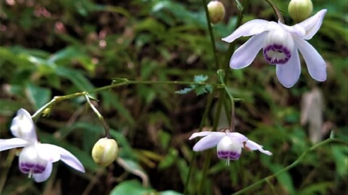 御岳山のレンゲショウマ(蓮華升麻)を見に・キレンゲショウマ(黄蓮華升麻)・イナゴ・オオセンチコガネ・?カメムシ・日記・俳句鑑賞