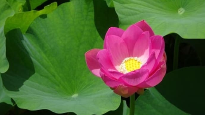 オオガハスが見頃をむかえます