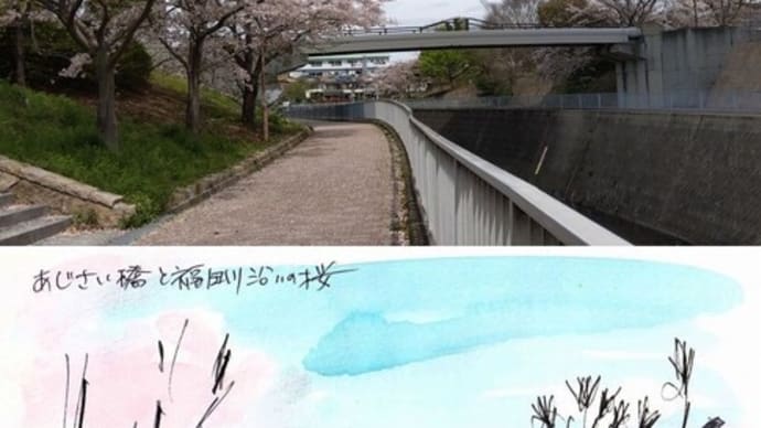 あじさい橋と福田川沿いの桜