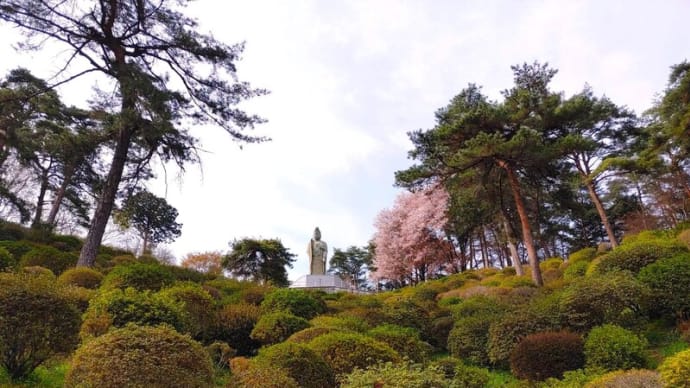 【友人提供】青梅市 - 塩船観音寺の桜