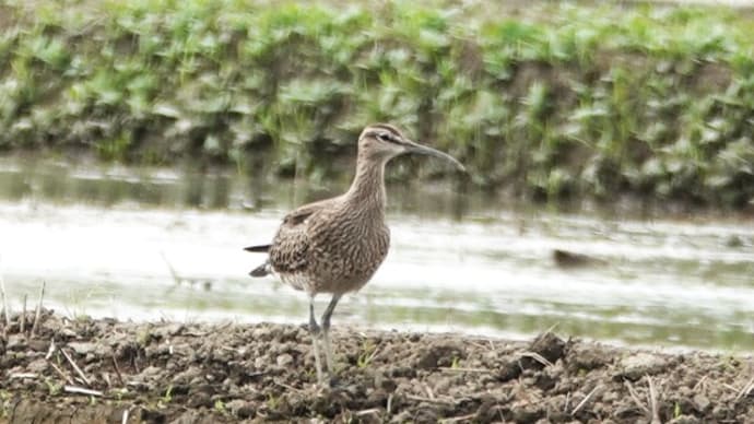 M田んぼの野鳥