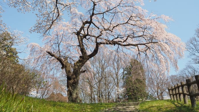 桜満開♪...大森川と弁天山を巡って（2022.4.10）#1 蠶祖神社跡のしだれ桜