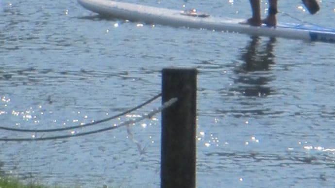広島市は川の街・・・スタンドアップパドルボート(SUP)が流行っています 環境にやさしいウォータースポーツですね