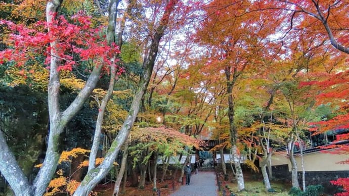 地蔵院　再訪　鈴虫寺