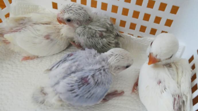 販売中のコザクラインコ雛 東京都足立区(北綾瀬)