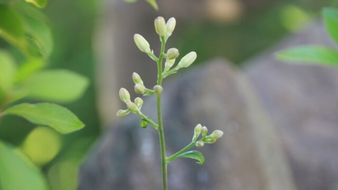 ヤブレガサの花芽が伸びてきた