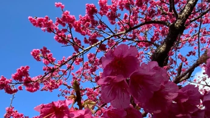〜マヤ暦赤い月・黄色い種・音6〜 桜と「赤い月」と「音6」のメッセージ