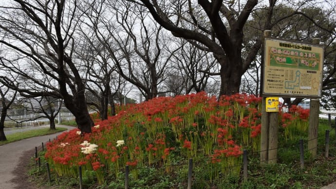 曼珠沙華狩り 埼玉県幸手市 権現堂公園(2)