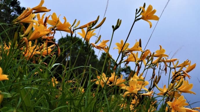 ２０２２・７・１５　志賀高原の信州大学志賀自然教育園にはキノコ。田ノ原湿原はニッコウキスゲが花盛り。