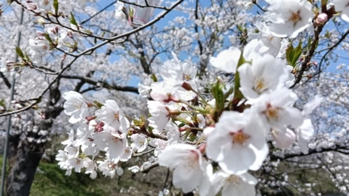高田で花見🌸