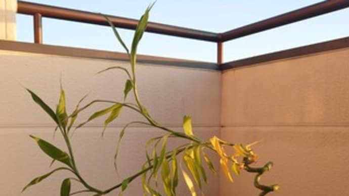 Bamboo 🎋