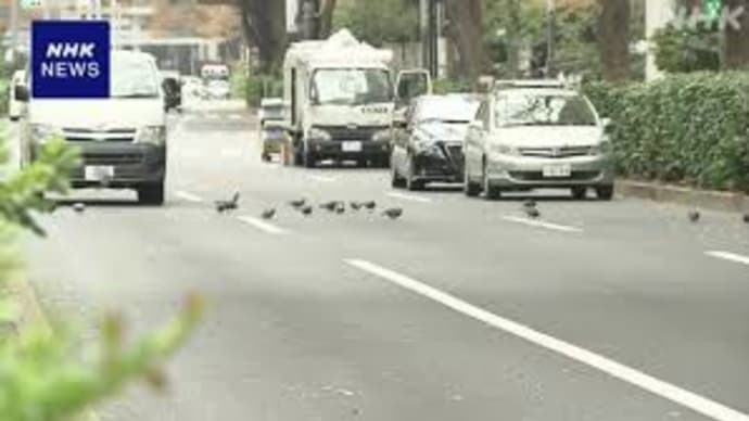 道路は人間のモノ…鳩を轢いた男を逮捕❓️