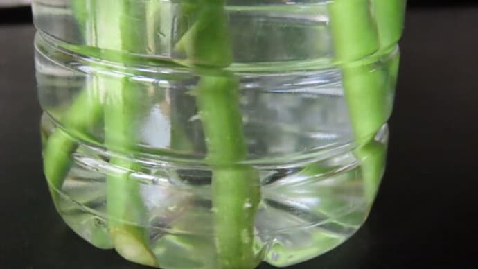 トマト脇芽の水挿しのその後 発根