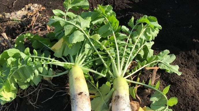 Hilo‘s Farm 冬野菜の収穫が最盛期を迎えています