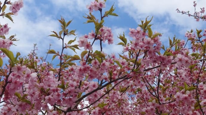 右近清水の桜、開花状況!