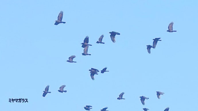 03/28探鳥記録写真-2:3月中旬に出会った鳥たち(ジョウビタキ♂、シロハラ、ミヤマガラス、ウミアイサ、イソシギ、シロチドリ、イソヒヨドリ♂&♀、ミサゴ、クロサギ、など、)