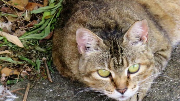 散歩で猫 #78