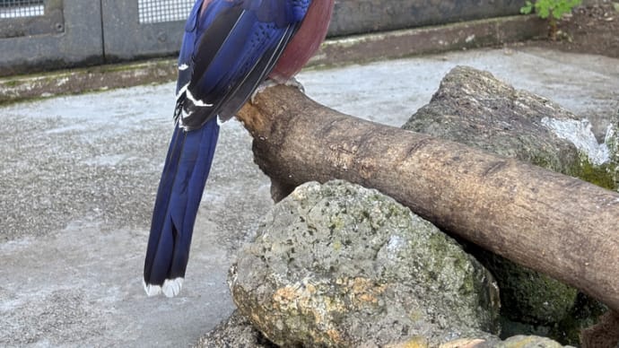 ルリカケス 初めてじっくり見た