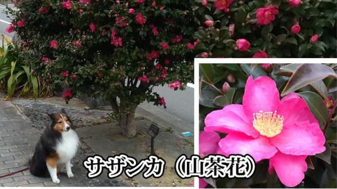 小次郎と冬の草花 2 - サザンカ(山茶花) 美咲が丘 -