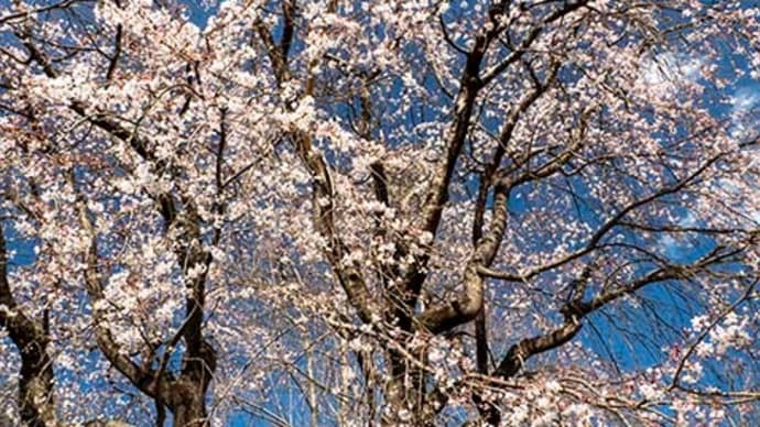 しだれ桜満開でした