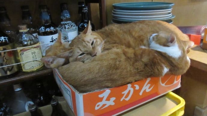 猫の居る居酒屋さん