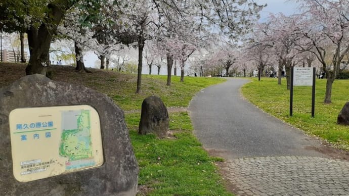 尾久の原公園の桜咲く