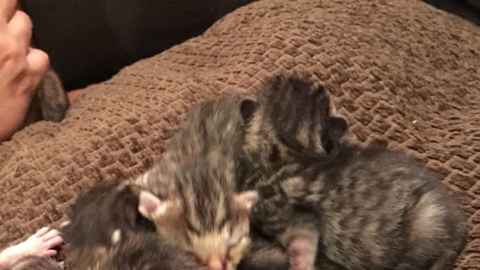 生後1週間の子猫たち