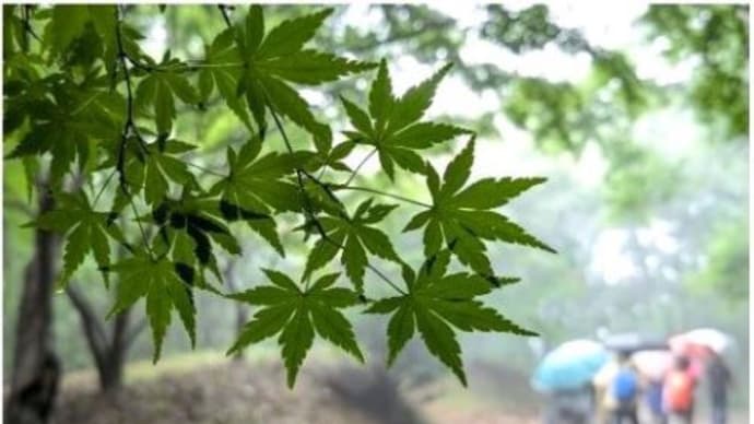 梅雨の低山ハイク ’24