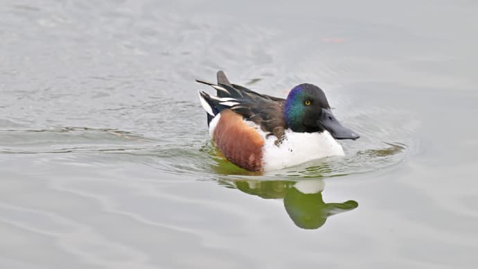 ◆ハシビロガモ、写し出す水鏡。(尼ケ台総合公園/長生村)