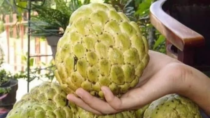 南国のフルーツ大きな実のアティス